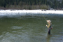Squamish Bull
